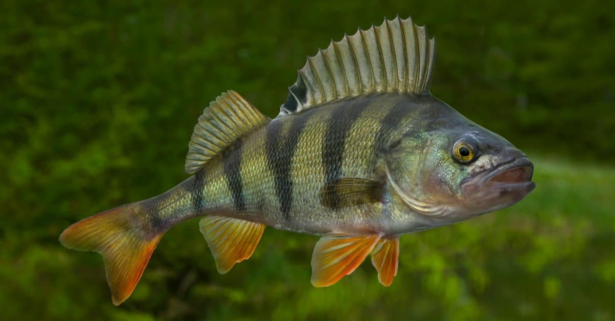 What Do Perch Eat? Maggots, Minnows, and More - AZ Animals