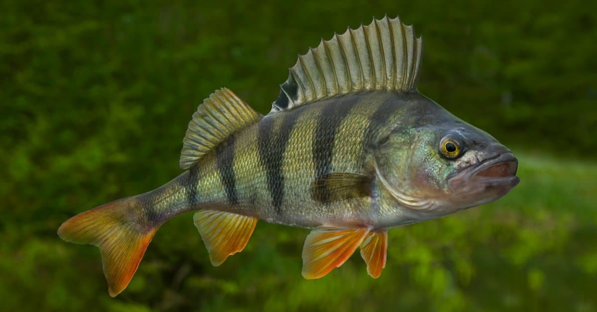 white perch in water