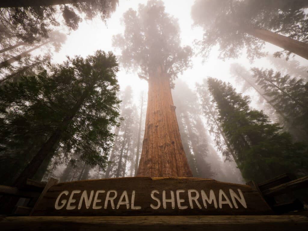 The General Sherman Tree is 2,300–2,700 years old