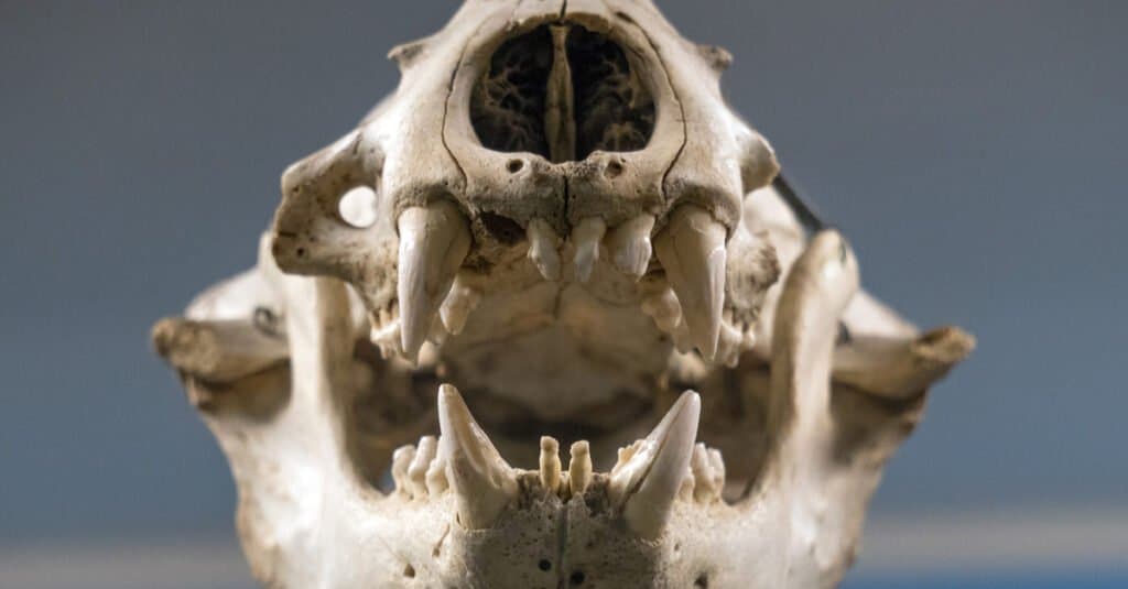 Sea lion teeth - close up of sea lion teeth