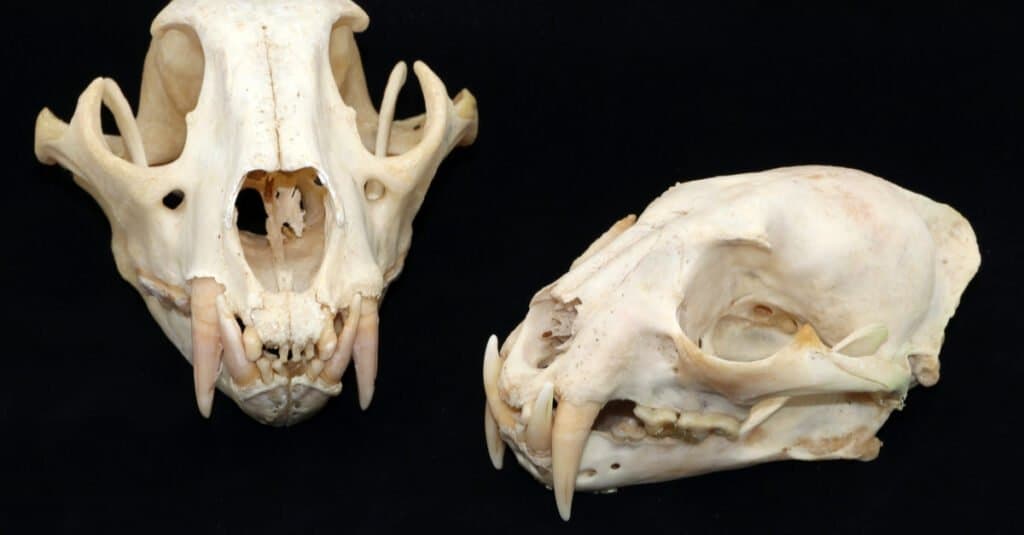 Clouded Leopard Teeth - Clouded Leopard Skull