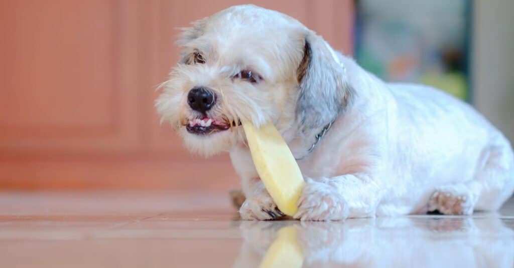 Shih Tzu Teeth - Shih tzu eating