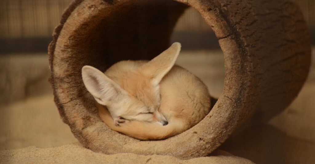 baby fennec fox sleeping