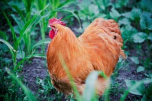 Orpington Chicken Prices in 2024: Purchase Cost, Supplies, Food, and More! Picture