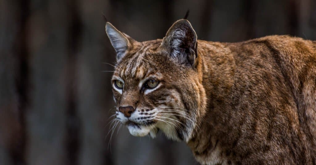 Les lynx roux sont-ils dangereux - Bobcat