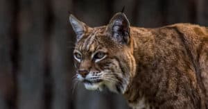 Bobcats in Georgia: Types & Where They Live Picture