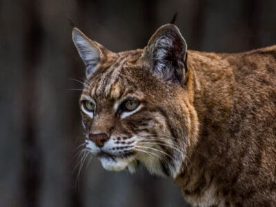 A Bobcats in Georgia: Types & Where They Live