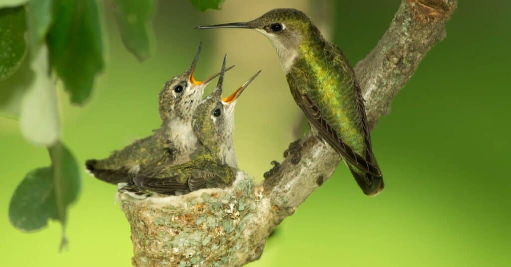 Little hummingbird chick and mother