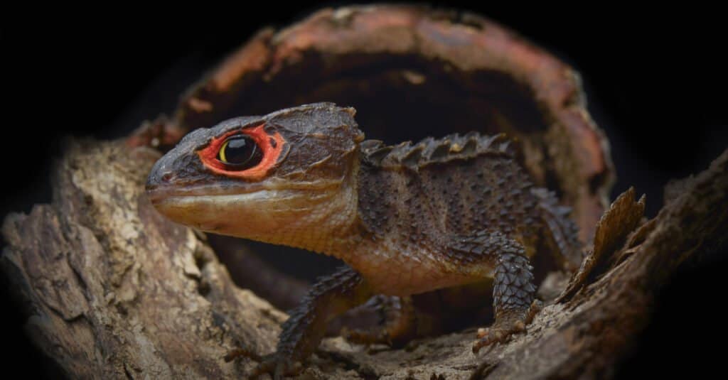 cutest lizard red eyed crocodile skink
