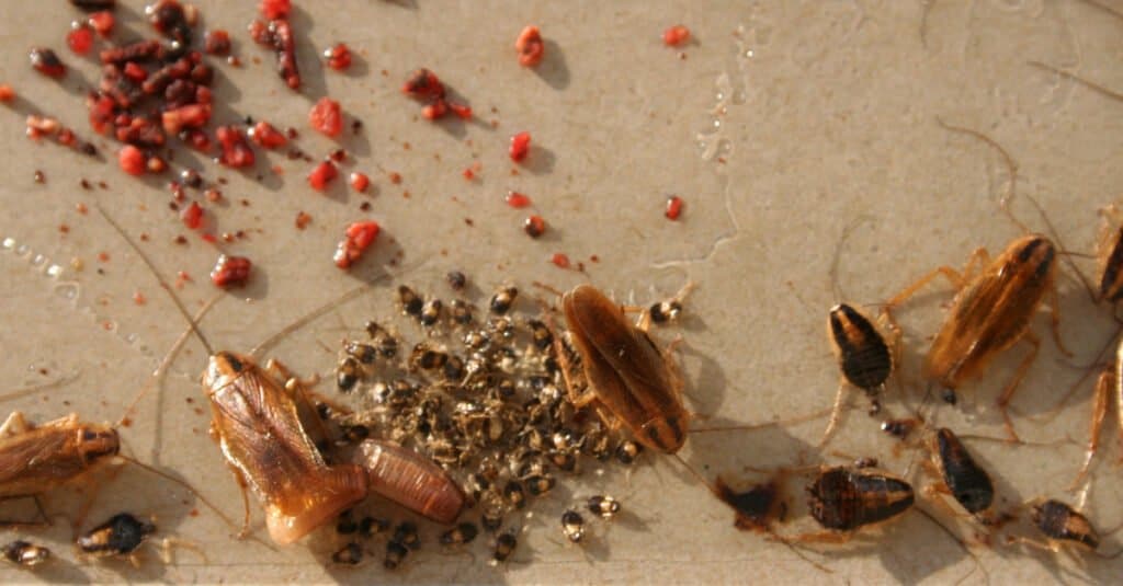 Cockroach Eggs and Egg Sacks - Egg Case