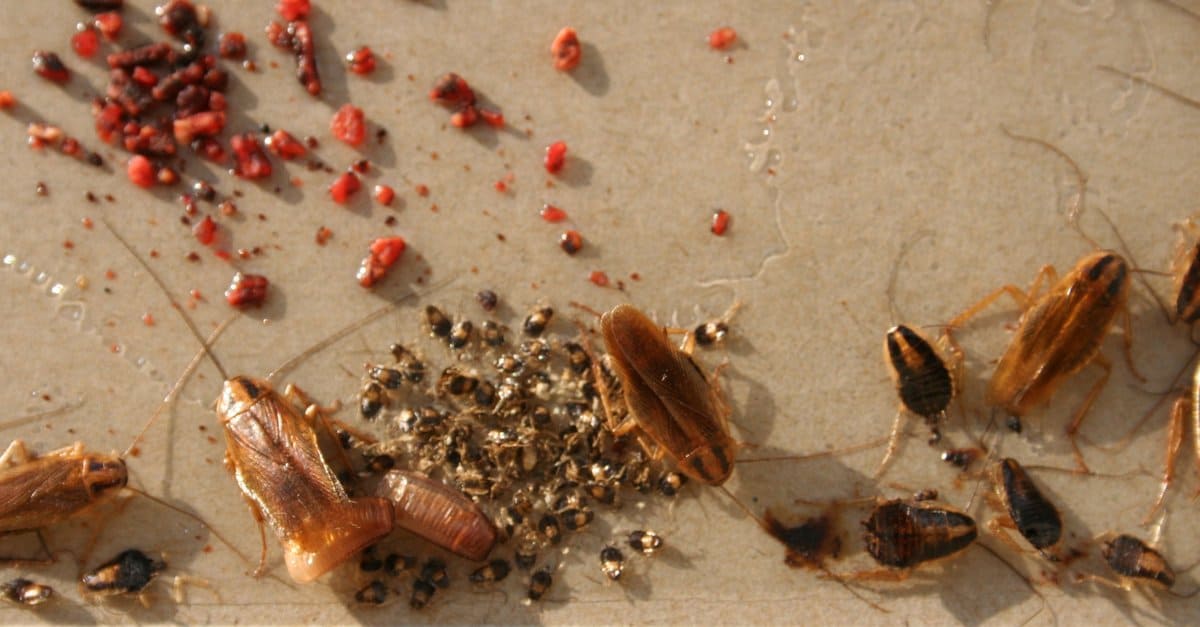 Cockroach Eggs and Egg Sacs How to Know It When You See It AZ Animals