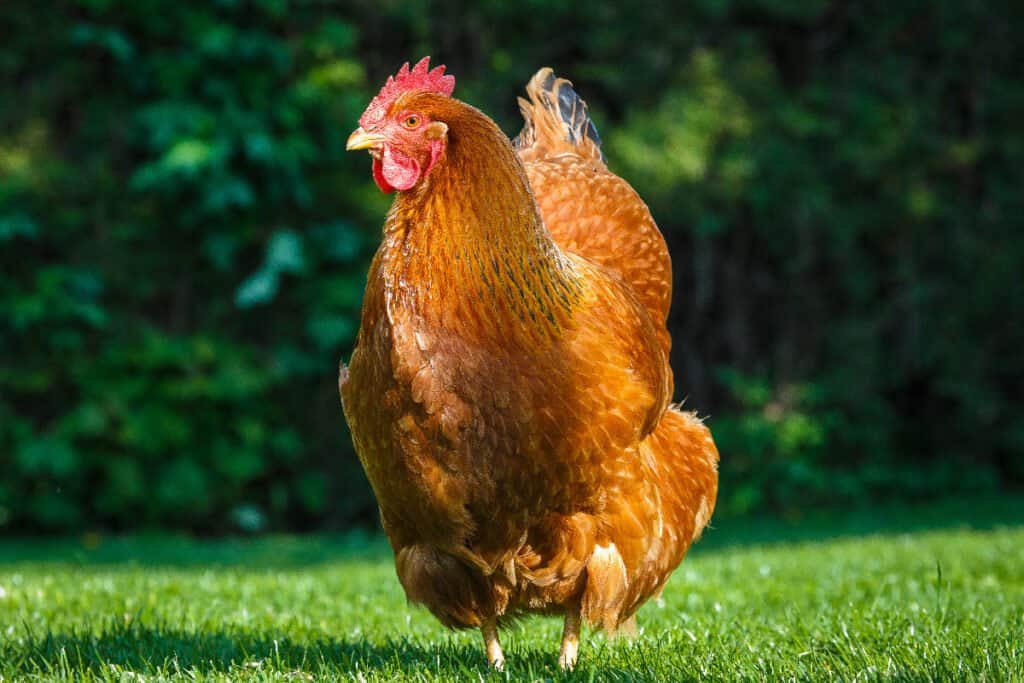 New Hampshire red hen isolated