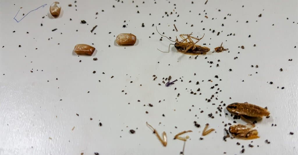 Insect Droppings In House   Shutterstock 1092723878 1024x535 