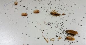 Cockroach Infestation: How to Tell If You Have One (and How To Fix It!) Picture