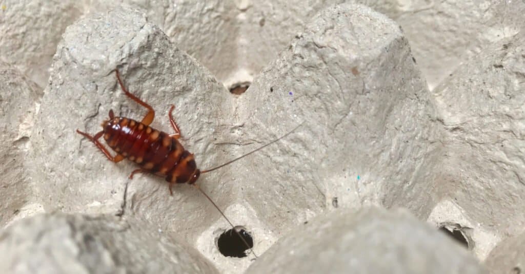 Types of Cockroaches - Brown Banded Cockroach