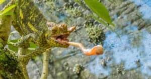 Lizard Tongues: What Makes Them So Unique? Picture