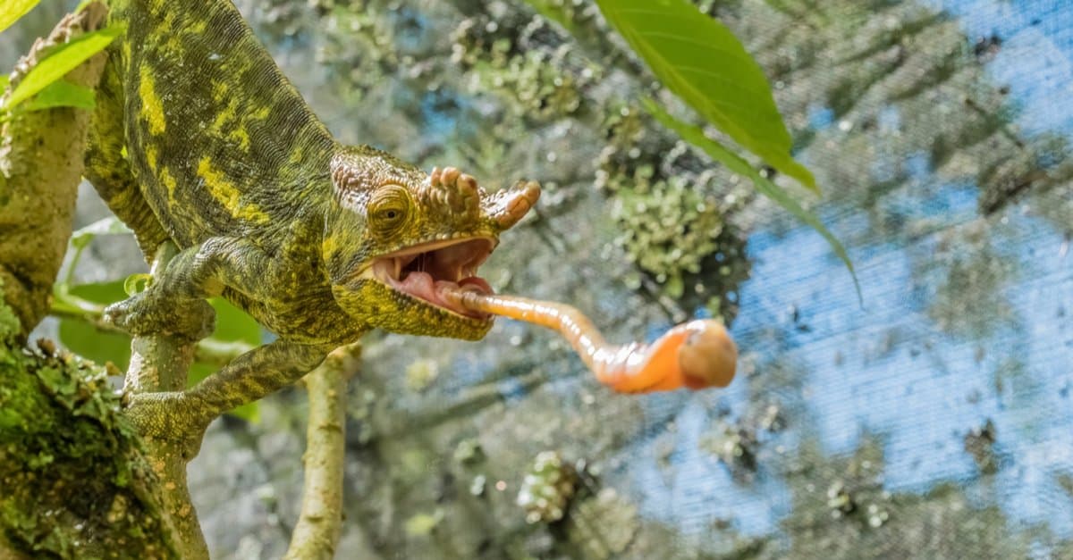 Lizard Tongues: What Makes Them So Unique? - AZ Animals