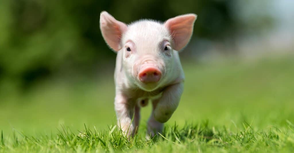 Pig Teeth - Baby Piglet