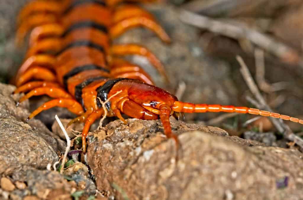 Are centipedes poisonous or dangerous - Tiger centipede