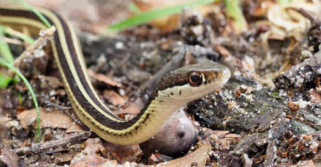 Ribbon Snake vs Garter Snake - Eastern Ribbon Snake