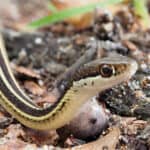 Ribbonsnakes