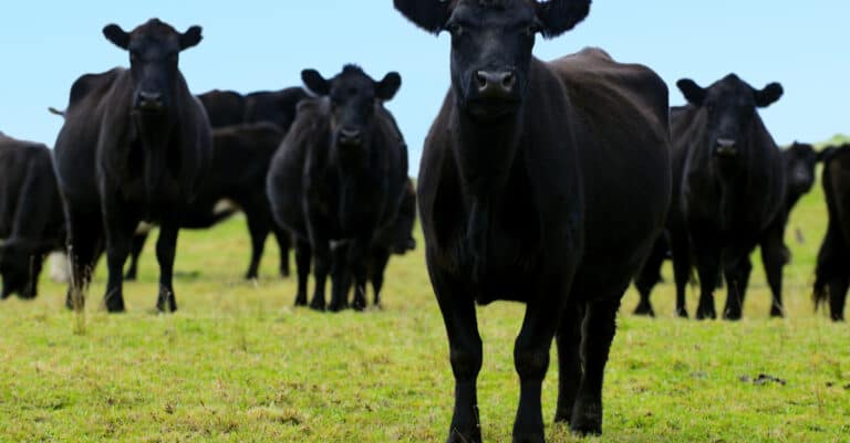 Steer vs Cow - Steer