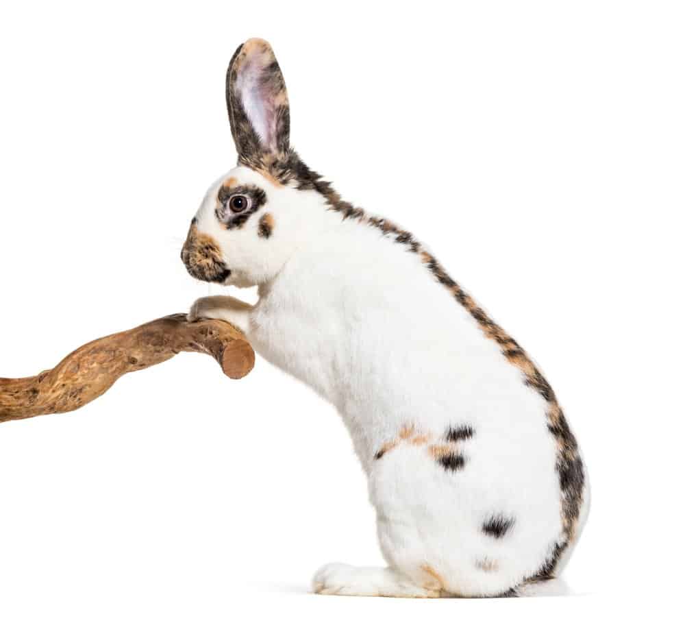 Checkered Rhinelander rabbit