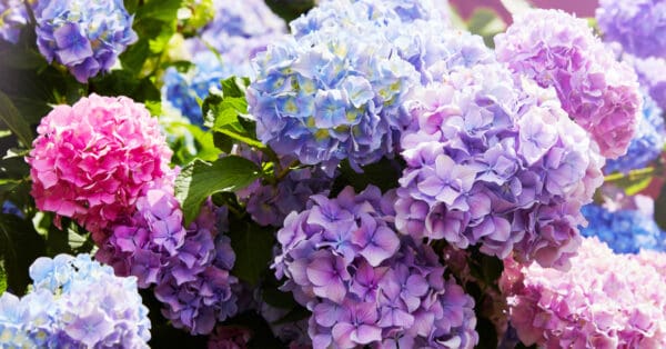 Are Hydrangeas Poisonous to Dogs or Cats? - A-Z Animals