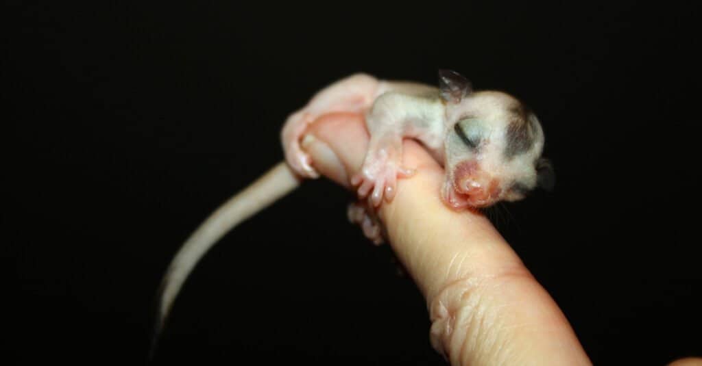 baby sugar glider sleeping