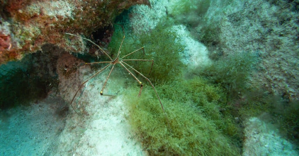 sea spider image