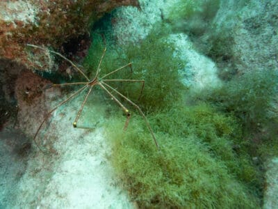 sea spider image