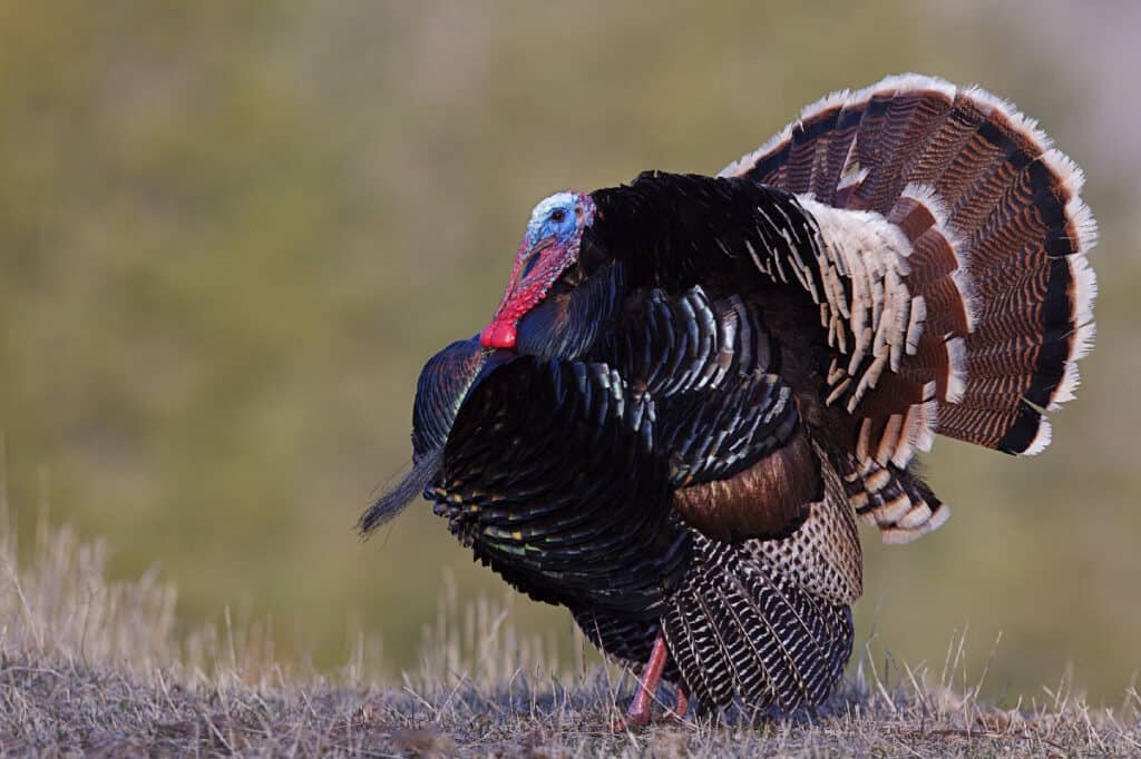 wild turkey at Deep Creek Lake 