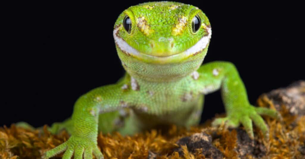 types of green lizards