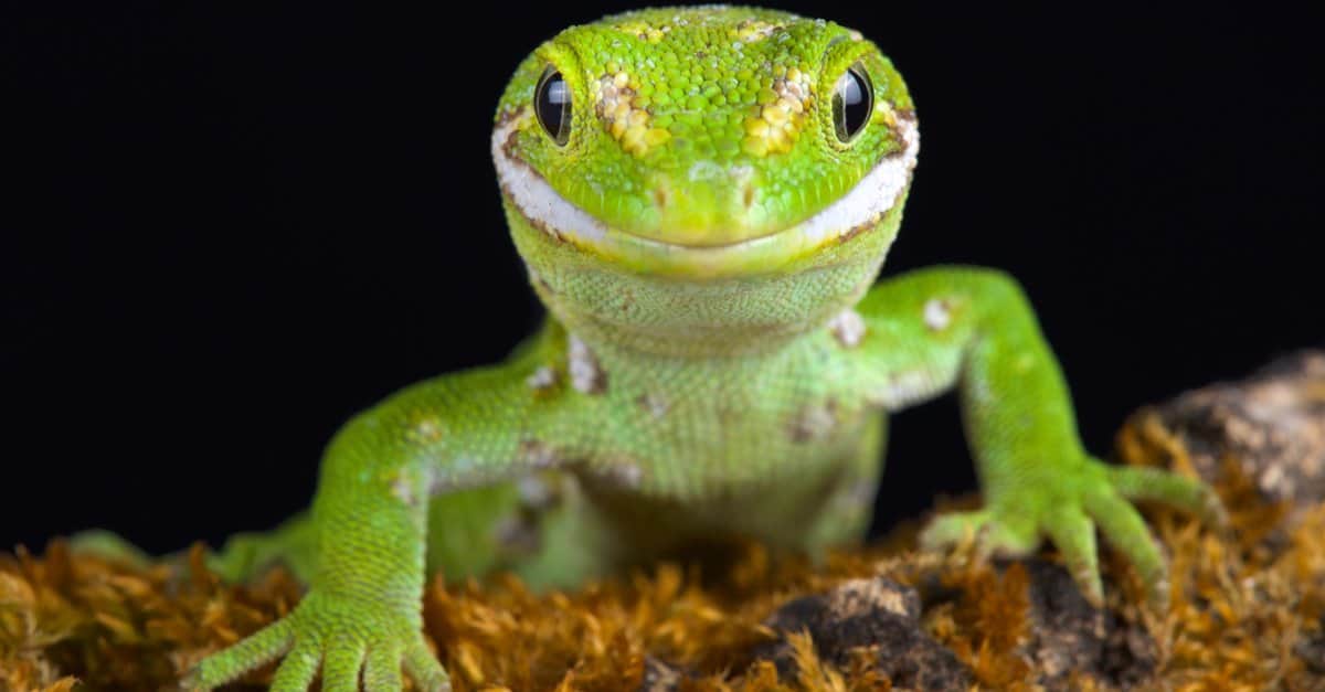 Types of Green Lizards - Jeweled Gecko