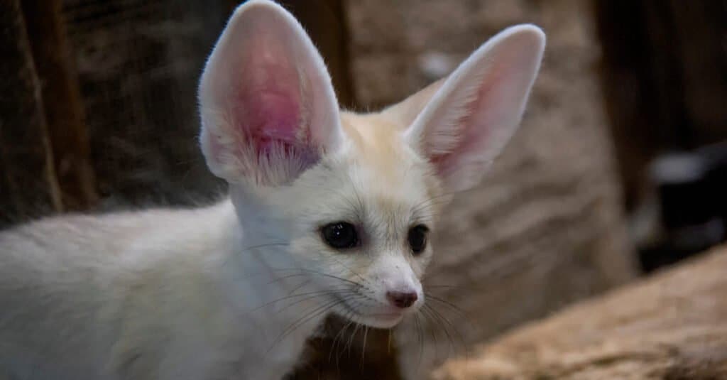 baby fennec fox closeup