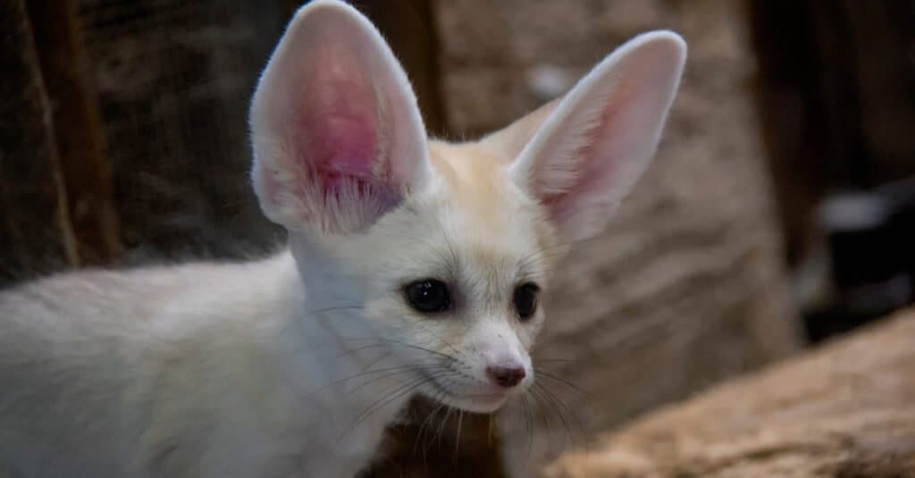 funny animals with big ears