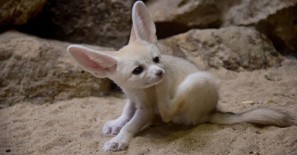 baby fennec fox portrait