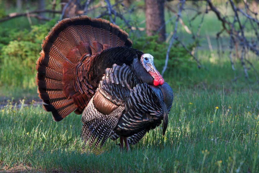 Turkeys began to be domesticated by Native Americans but were eventually brought to Europe by Spanish traders and explorers.