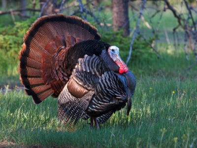 A Eastern Turkey (Wild Turkey)
