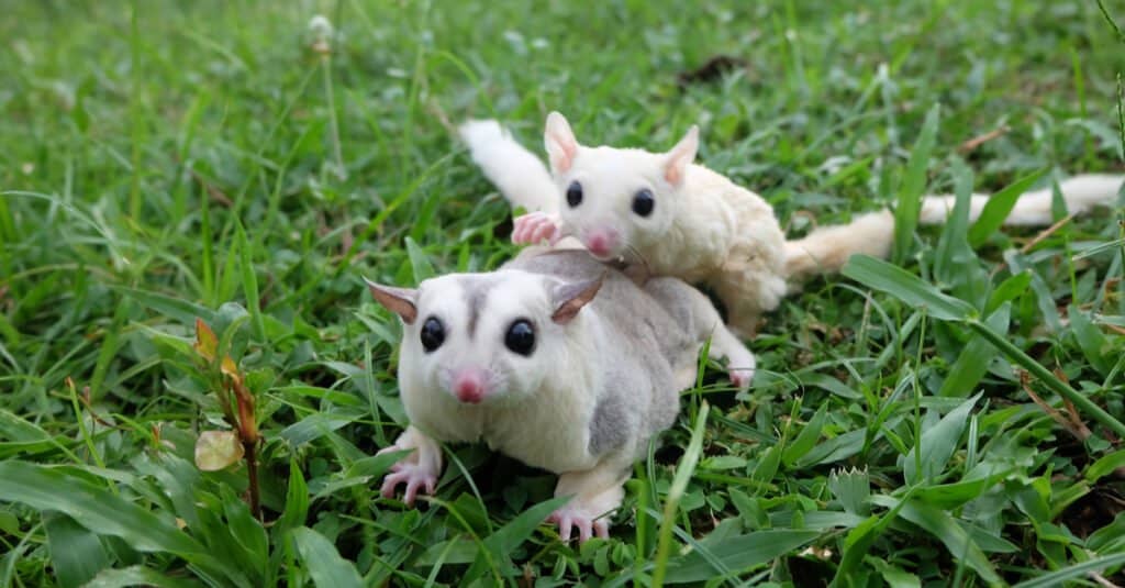 baby sugar glider riding mother