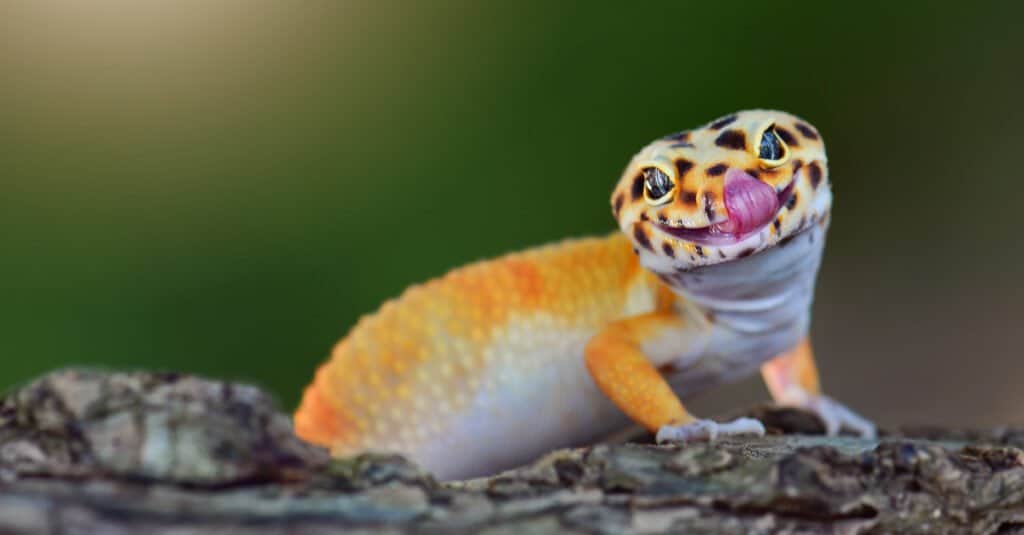 cutest lizard leopard gecko