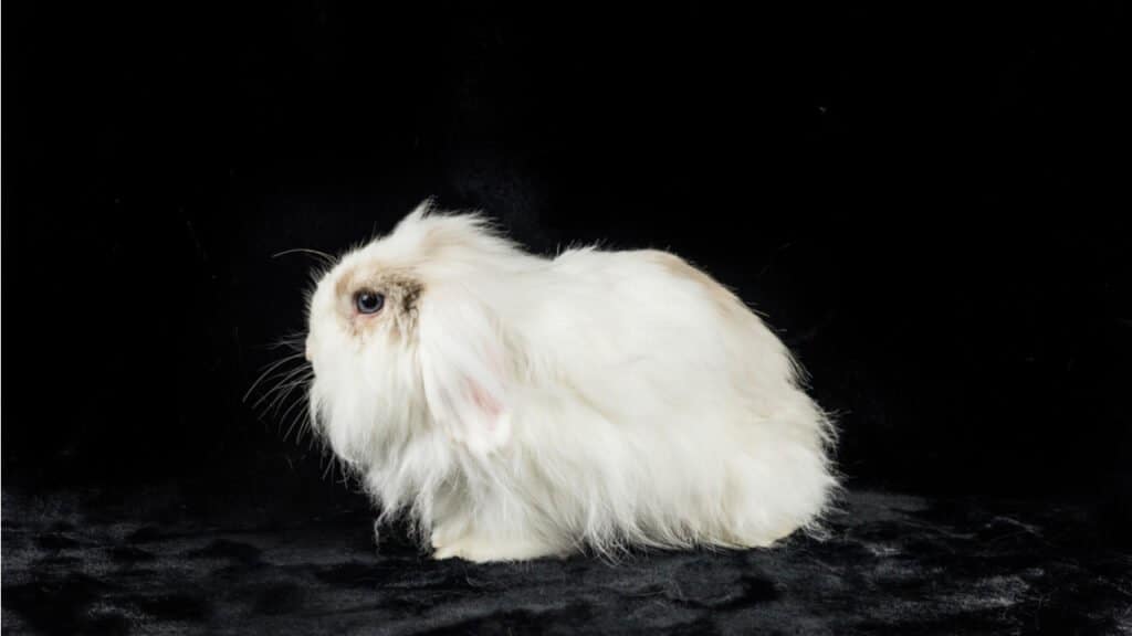 a white American Fuzzy Lop 