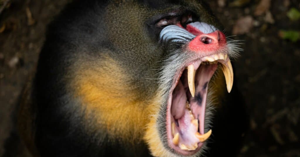 monkey tooth-mandrill tooth