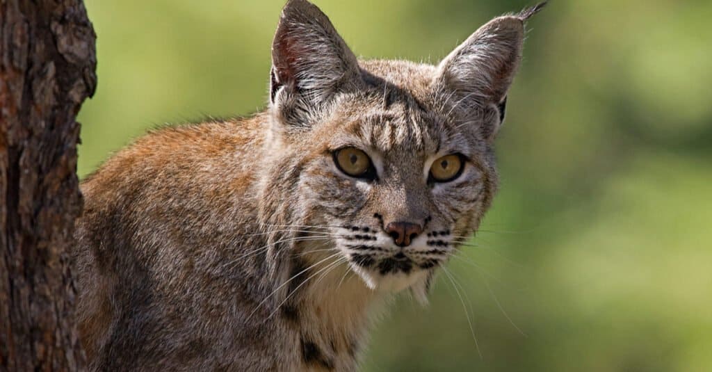 Are bobcats dangerous - Bobcat