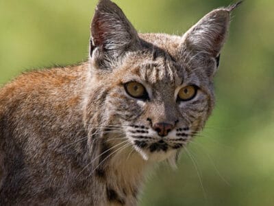 A Bobcats in Montana: Types & Where They Live