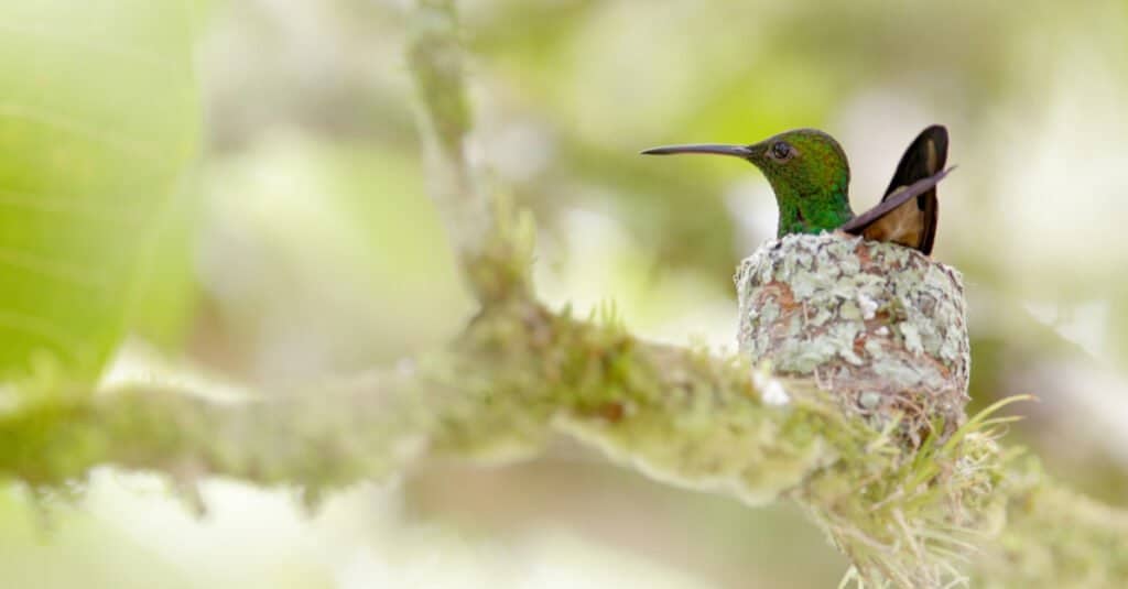 baby hummingbird closeu[