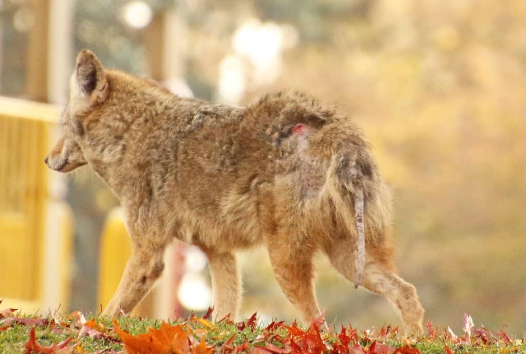 what diseases can dogs get from coyotes