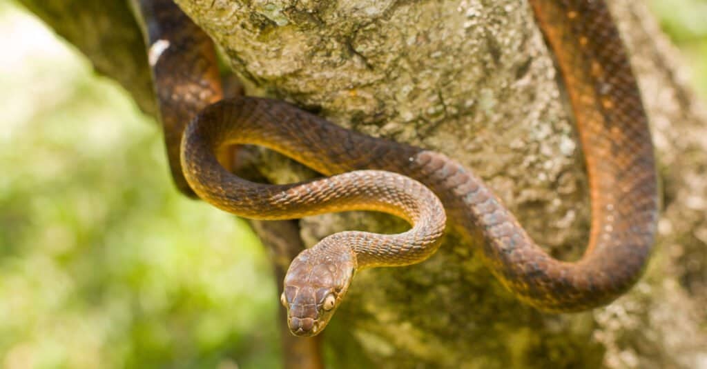 Serpents à Hawaï - Serpent arboricole brun