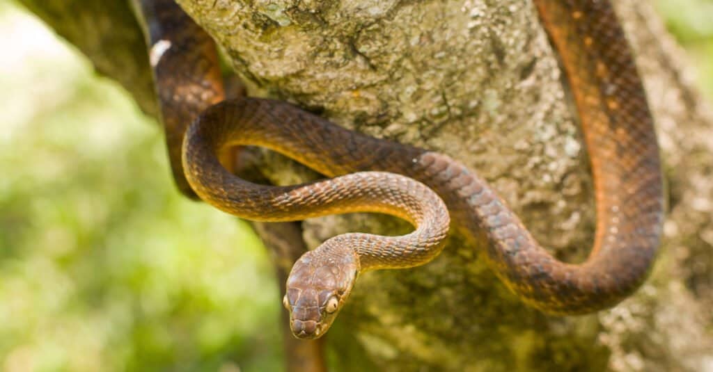 6 Snakes That Can Climb Trees (And Enjoy It!) AZ Animals