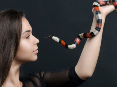 A Milk Snake Quiz: What Do You Know?